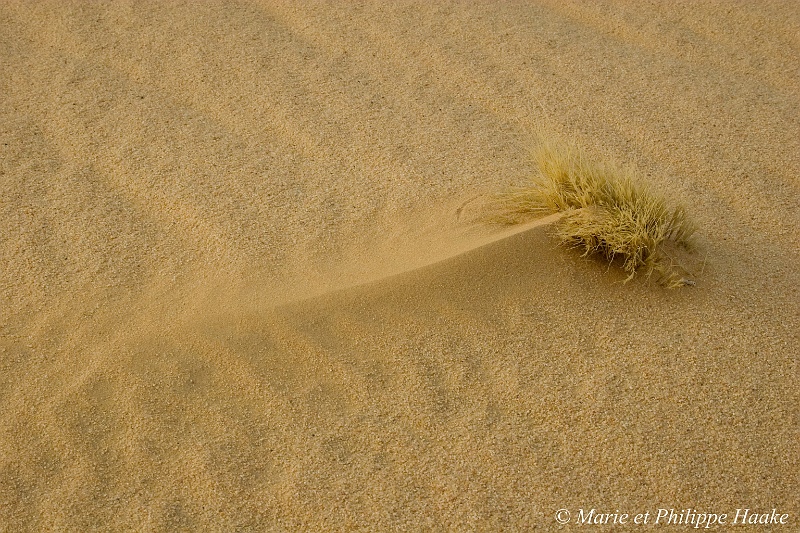 Creation d'une dune 4163_wm.jpg - Naissance d'une dune, désert du Ténéré (Niger, 2006)